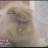 Funny Cats Kitten hilarious caturday dance gato katze. 4:23. VERY fUNNY cATS 11. 2,023,351 views. N3OS3R. Loading. See all 60 videos. Promoted Videos. Cats in unbelivably situations that have to be seen to be believed. For The Second Edition of Very Funny Cats. 2:46. Funny Cats. 19,647,311 views. Kjpar7.