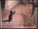 A compilation of different cat pictures. Some funny, some crazy. 2:22. Very funny cats for more click on link in blue. 10,933,470 views. Twodaystogo.
